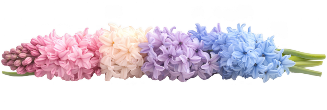 A row of hyacinth flowers displaying a gradient of pink, peach, lavender, and blue hues. Png, Transparent background.