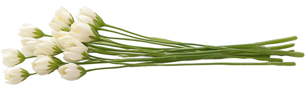 A bundle of white tulips with long green stems arranged together. Png, Transparent background.
