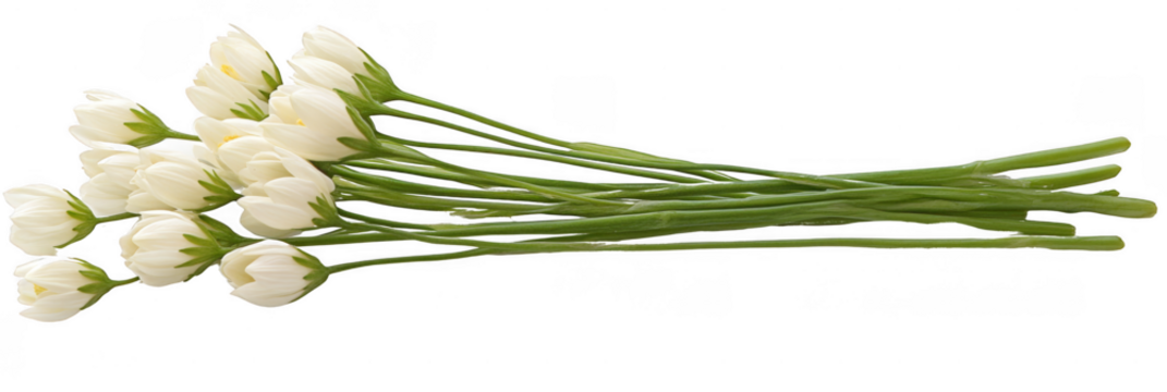 A bundle of white tulips with long green stems arranged together. Png, Transparent background.