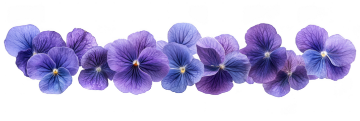A row of vibrant purple and blue pansy flowers with delicate petals and intricate veining. Png, Transparent background.
