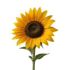 Obraz premium sunflower isolated on white background