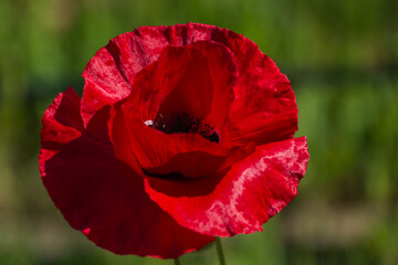 bright red poppy flower head in focus with bright and slightly blurred petals