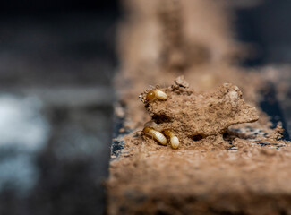 Close up of Termites Eating wood, (Termite damage house)