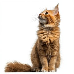 Obraz premium Elegant ginger long-haired cat sitting upright with alert posture and attentive expression, isolated on a white background showcasing detailed fur texture
