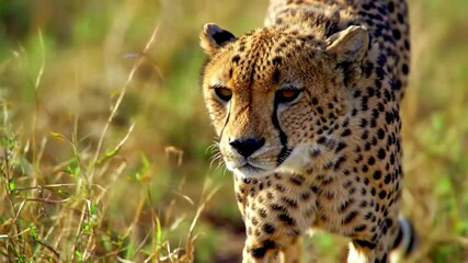 Cheetah in grassy field