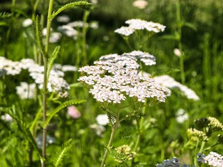 Close-up of vibrant flowers surrounded by lush green leaves in natural daylight, perfect for advertising creative poster design and botanical-themed artwork. emphasizing eco-friendly aesthetics