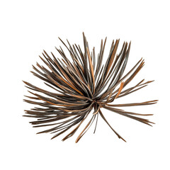 Naklejka premium Abstract art featuring a dried flower radiating outwards surrounded by colorful lines