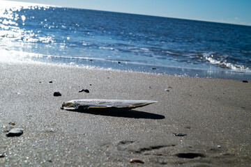 Am Strand von Blavand in Dänemark