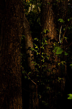 Fototapeta Tree Trunk