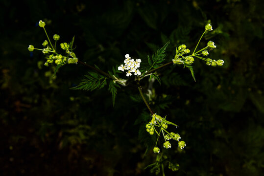 blossom