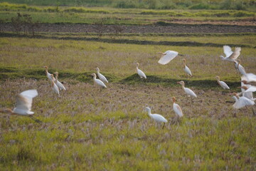 White Egrets Flying and Walking in Grassy Field with Purple Wildflowers in Natural Habitat