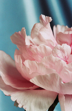Detail of a pink flower
