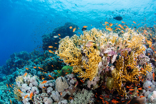 Coral Reef