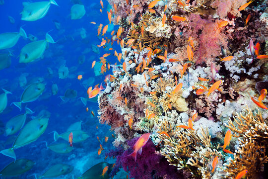 Abundance of Fish on a Coral Reef