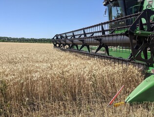 Harvest threshing of winter wheat ears. The harvesting of wheat grain continues in wide golden...