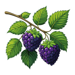 Obraz premium Blackberry branch vector color illustration. Summer berry with leaves on isolated background.