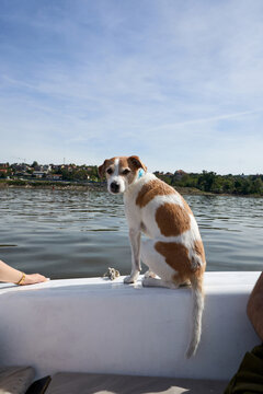 Dog sits on the edge of the boat