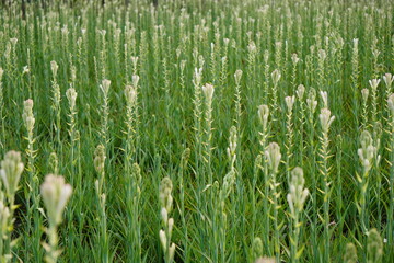 The field of tuberose plants, also known as Polianthes tuberosa, with their characteristic white,...