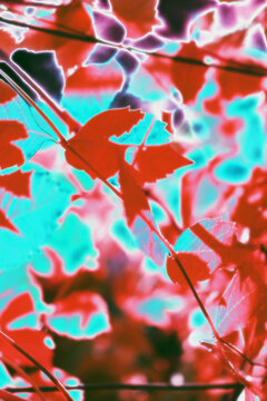 Visual explosion of jungle textures and neon gradients