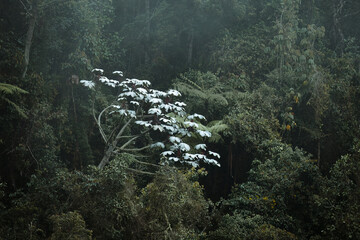 Trumpet tree with white leaves emerging from lush green cloud forest
