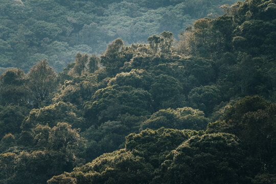 Lush canopy covering rolling hills in a high andean cloud forest