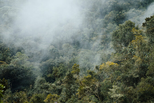 Fog rolling over high andean cloud forest in the morning