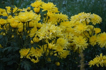 Chrysanthemums, commonly known as mums flowers in closeup 