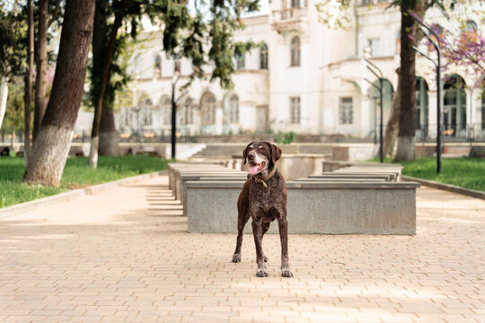 Dog hunting breed mutt
