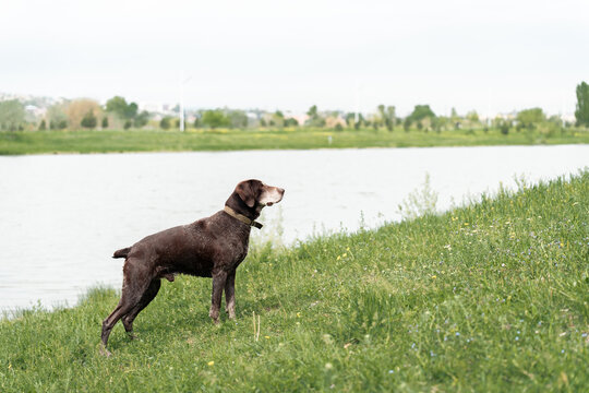 Dog hunting breed mutt