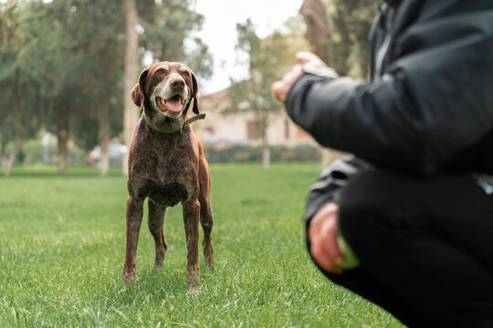 Dog hunting breed mutt