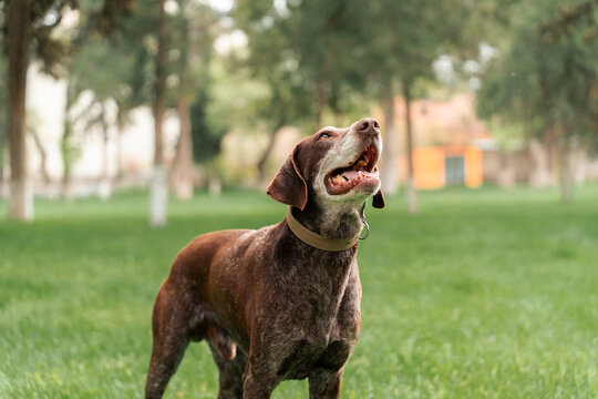 Dog hunting breed mutt