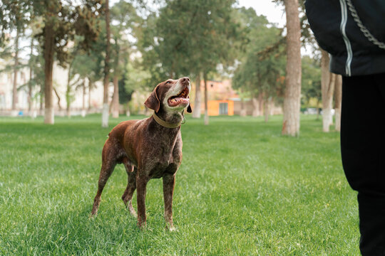Dog hunting breed mutt