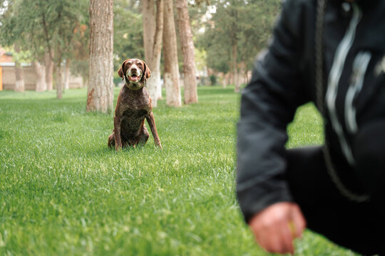 Dog hunting breed mutt