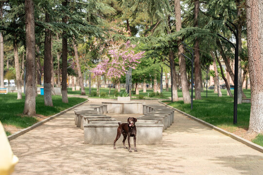 Dog hunting breed mutt