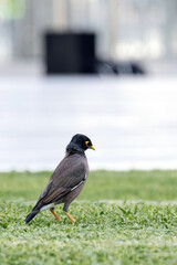 bird common myna stands on a green lawn, Indian myna, Acridotheres tristis.