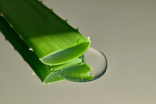 A close-up of an aloe vera leaf and its gel on mirror background