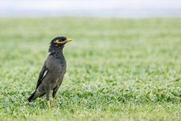 bird common myna stands on a green lawn, Indian myna, Acridotheres tristis.