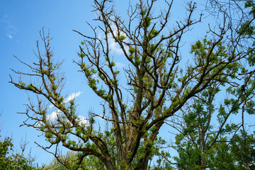 Ash tree (Fraxinus excelsior) with tree disease. It is infected by a fungus that can cause the tree to die (ash dieback).