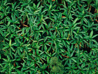 Aerial View Lush Green Banana Palm Plantation © artrachen