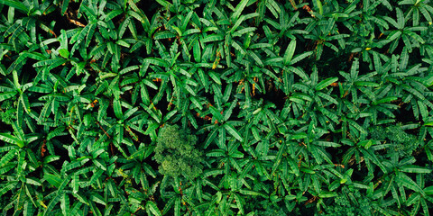Aerial View Lush Green Banana Palm Plantation