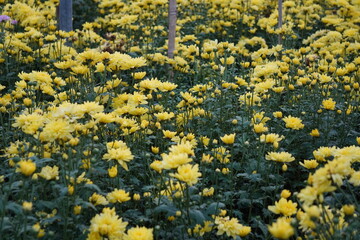 field of yellow Chrysanthemums flowers