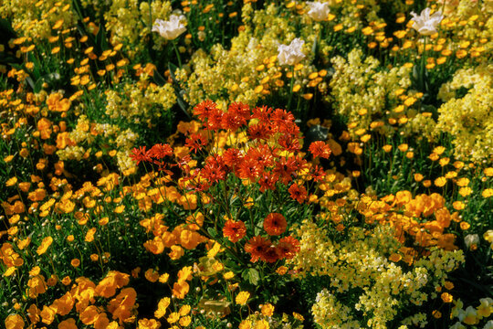 A Riot of Colors: A lush display of warm-toned flowers.