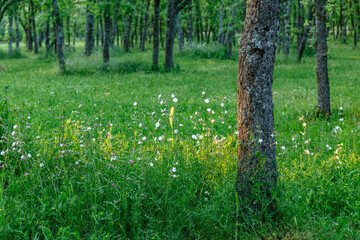 Oak forest and plants with white bladder campion flowers. Quercus. Silene vulgaris. Monte San Isidro Public Park, León, Spain.
