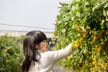 A Chinese girl picking fruits