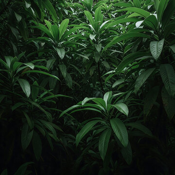  Lush Green Tropical Foliage Dense Growth of Blumea Lanceolaria Plants Creating a Natural Background Texture