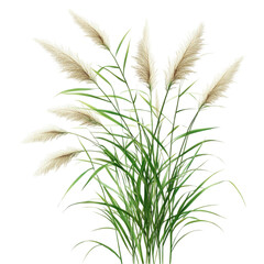 Obraz premium Ornamental grass with fluffy white seed heads artistic botanical illustration