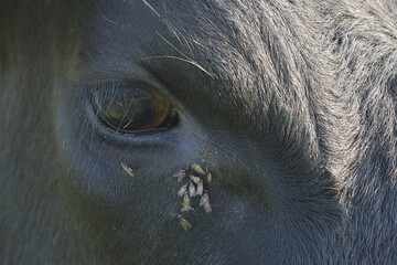 Flies around the eye of a black cow