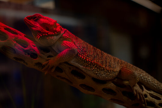 Exotic Animal
