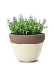 Wild Thyme (Thymus serpyllum) Aromatic herb with tiny green leaves and purple flowers, potted in a rustic clay container, adding