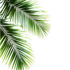 Obraz premium Lush green palm fronds against a vibrant abstract background a tropical summer design